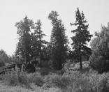 Остатки парка в усадьбе Свободные Ключи