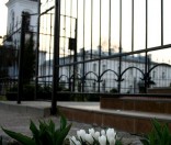 Первоцветы. Апрель 2009 года