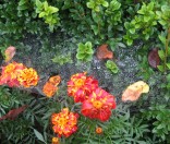 Осенняя паутинка. Октябрь 2012 года