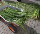 Подготовка праздничной дорожки