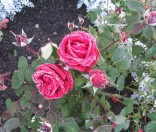 Первые заморозки. Октябрь 2012 года