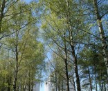 Весна 2012 года