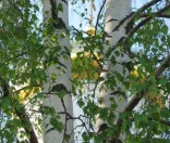 Весна 2012 года