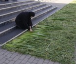 Подготовка праздничной дорожки