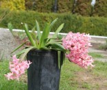 Празднование иконы Пресвятой Богородицы «Живоносный Источник» в Полоцкой обители