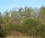 Весенние березы за монастырем