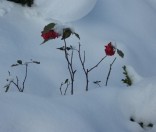 Первый снег. Октябрь 2012 года