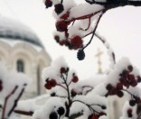 Рябина зимой. 2009 год