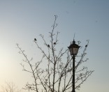 Зимнее утро. Январь 2012 года