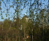  Майские листочки