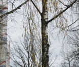 Празднование иконы Пресвятой Богородицы «Живоносный Источник» в Полоцкой обители