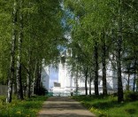 Березовая аллея. Июль 2008 года