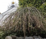 Празднование иконы Пресвятой Богородицы «Живоносный Источник» в Полоцкой обители